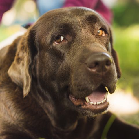 Rocky, labrador chocolate